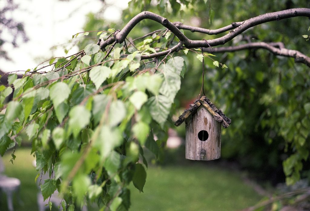 bird feeder, branches, backyard-2344414.jpg